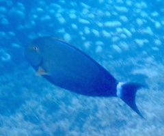 Acanthurus
