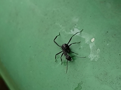 Myrmhopla