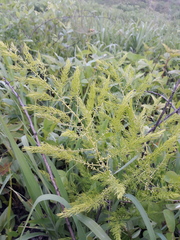 Asparagus schoberioides