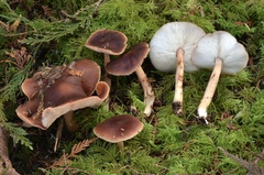 Rhodocollybia badiialba