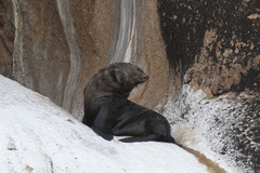 Arctocephalus pusillus