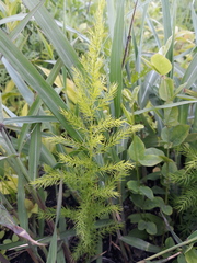 Asparagus schoberioides