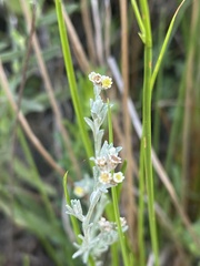 Gnaphalium filagopsis