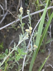 Gnaphalium filagopsis