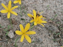Narcissus cavanillesii