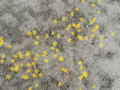 Narcissus cavanillesii