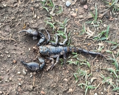 Heterometrus laoticus