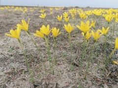 Narcissus cavanillesii