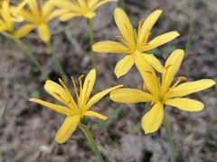 Narcissus cavanillesii