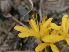 Narcissus cavanillesii