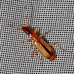 Paradromius longiceps