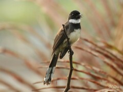 Rhipidura javanica