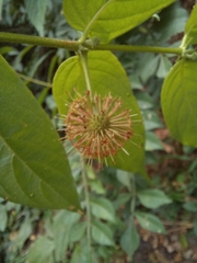 Uncaria