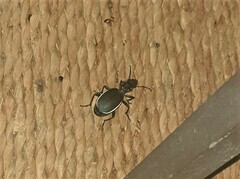 Anthia circumscripta