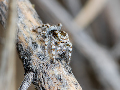 Pseudomogrus dalaensis