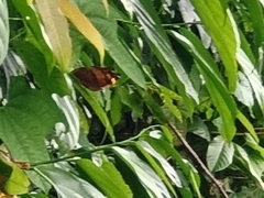 Doleschallia bisaltide