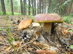 Boletus pinophilus
