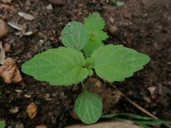 Mercurialis annua