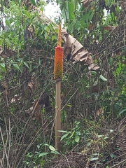 Amorphophallus paeoniifolius