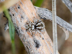 Pseudomogrus dalaensis