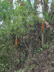Amorphophallus paeoniifolius