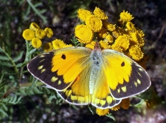 Colias myrmidone