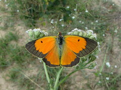 Colias myrmidone