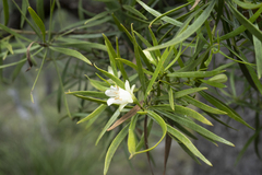 Eremophila mitchellii