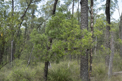 Eremophila mitchellii