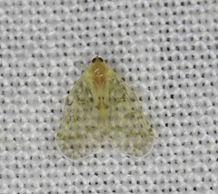 Saccharodite chrysonoe