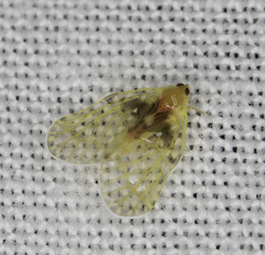 Saccharodite chrysonoe