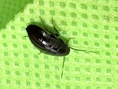 Blattoidae