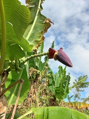Musa acuminata siamea