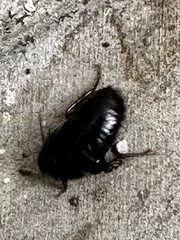 Blattoidae