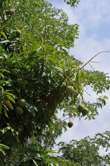 Mangifera indica