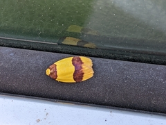 Heterallactis euchrysa