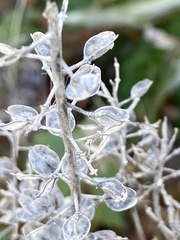 Lepidium ruderale