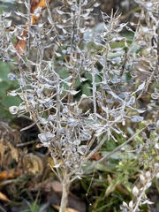 Lepidium ruderale