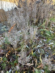 Lepidium ruderale