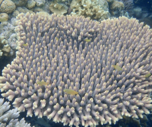 Staghorn coral