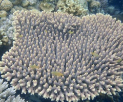 Acropora millepora