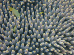 Acropora millepora
