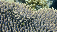 Acropora millepora