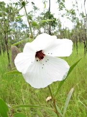 Hibiscus meraukensis