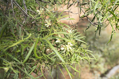 Eremophila mitchellii