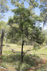 Eremophila mitchellii