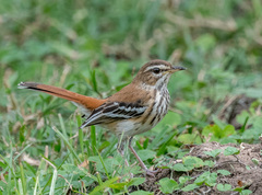 Cercotrichas leucophrys