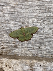 Metallochlora lineata