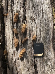 Trichosurus vulpecula hypoleucus