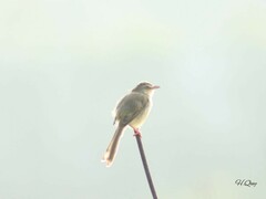 Prinia inornata